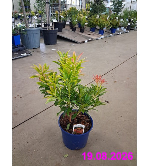 Pieris jap. 'Forest Flame' C 2 L